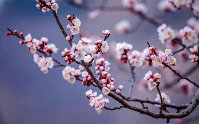 Bloom in Style: Recommended Spring Hanfu for the Flower Season