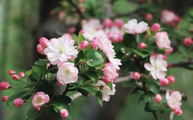 Bloom in Style: Recommended Spring Hanfu for the Flower Season