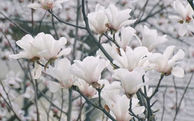 Bloom in Style: Recommended Spring Hanfu for the Flower Season