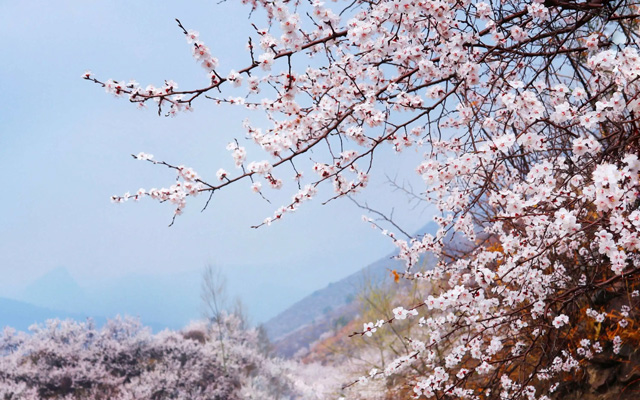 Spring into Romance: Recommended Hanfu Styles for Couples